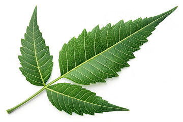 Obraz premium Neem leave isolated on transparent background