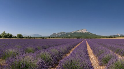 Fototapeta premium Lavender fields stretch to the horizon under a serene blue sky and rugged mountains