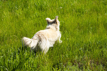 Obraz premium Tabby dog walking in green grass