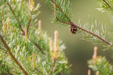 Pine branch with cone (Pinus sylvestris) in sunlight, fresh green needles, soft blurred background, natural forest detail, spring growth, close-up, vibrant and peaceful nature scene.
