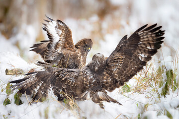 Common buzzards (Buteo buteo) fighting on snowy ground, wings spread, intense action, winter scene, wild nature, dramatic wildlife moment, sharp feathers, close-up, dynamic composition.