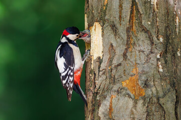 Great spotted woodpecker (Dendrocopos major) feeding chick at nest hole in tree, close-up, vibrant plumage, spring, parenting, wildlife, forest, nature, caring moment, green background.