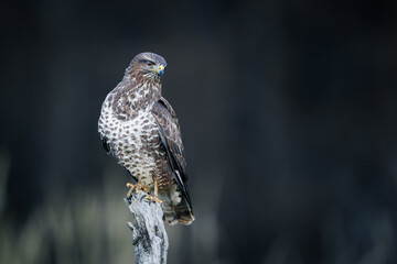 Common buzzard (Buteo buteo) perched on dry branch, sharp gaze, brown and white plumage, dark...