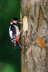 Great spotted woodpecker (Dendrocopos major) feeding chick at nest hole in tree, close-up, vibrant plumage, spring, parenting, wildlife, forest, nature, caring moment, green background.