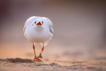 Walking black-headed gull (Chroicocephalus ridibundus) on sandy beach at sunrise, soft warm light, close-up, shallow depth of field, nature, wildlife, peaceful moment.
