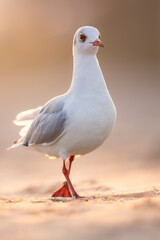 Walking black-headed gull (Chroicocephalus ridibundus) on sandy beach at sunrise, soft warm light, close-up, shallow depth of field, nature, wildlife, peaceful moment.