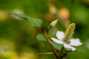 Houttuynia cordata