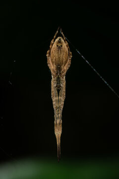 Uloborus walckenaerius