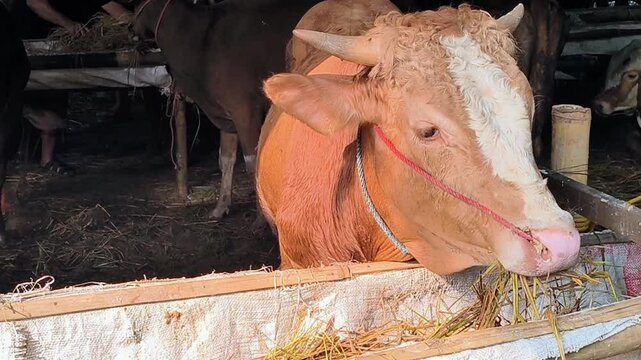 Cow eating straw at the cattle sales shelter