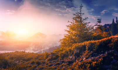 amazing summer blossoming pink wild rhododendrons flowers in Carpathian mountains, amazing nature background, border Ukraine and Romania, Marmarosy range, Transcarpathian region, near Rahiv, Europe	