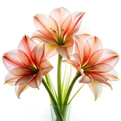 Elegant amaryllis flowers in a glass vase isolated on white background showcasing their delicate petals and stems in a transparent and beautiful arrangement
