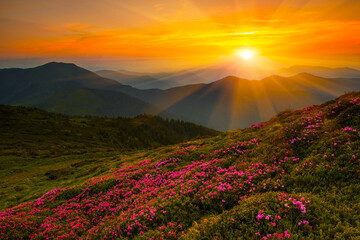 amazing summer blossoming pink wild rhododendrons flowers in Carpathian mountains, amazing nature...