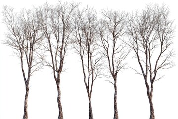 Group of bare winter trees against a white background.