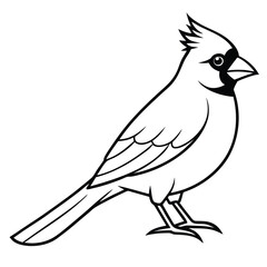 Obraz premium beautiful cardinal bird 