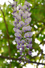 Wisteria Floribunda ' Lavender Lace'flowering branch against natural green garden background.Closeup photo outdoors.Planting, landscaping concept.