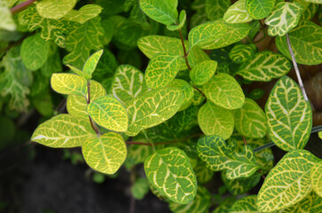  Goldnet Japanese Honeysuckle ,Yellow-Net Honeysuckle 'Aureoreticulata' (Lonicera japonica) leaves...