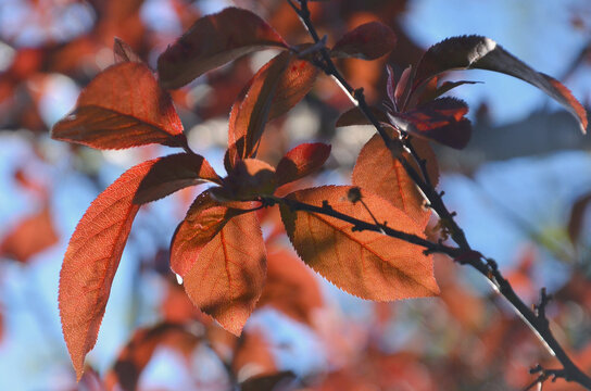 Prunus cerasifera 'Atropurpurea' ,Japanese purple plum tree branch with purple-red leaves in the sunny day against blue sky background .Closeup photo outdoors. Gardening concept.