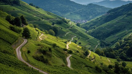 Obraz premium Serene Vineyard Hills