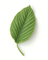 Fototapeta premium Minimalist Green Leaf Isolated on White – Natural Eco Concept