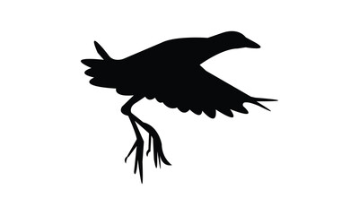 Flying Allen's gallinule bird Silhouette Design  And Vector Illustration. 