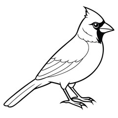Obraz premium beautiful cardinal bird 