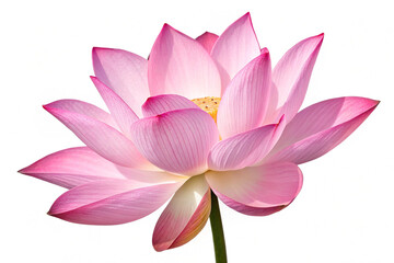 Beautiful pink lotus flower isolated on transparent background