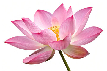 Fototapeta premium Beautiful pink lotus flower isolated on transparent background