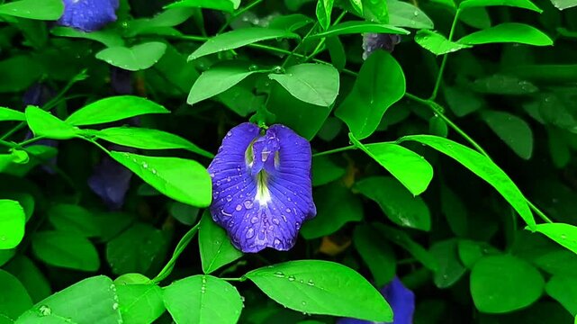 Blue butterfly pea flowers sway in the wind.