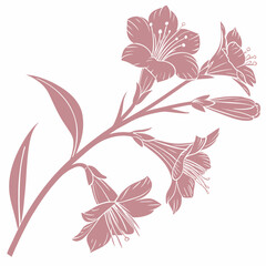 vector illustration of clove pinks