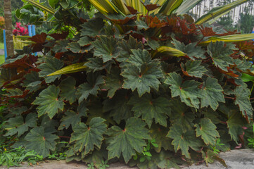 Dark-Leaved Begonia with Star-Like Vein Patterns Close-Up