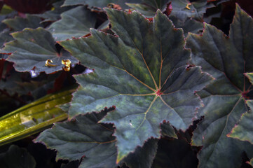 Dark-Leaved Begonia with Star-Like Vein Patterns Close-Up