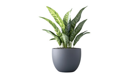 Healthy Green Plant in Decorative Pot Isolated on White Background