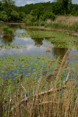 River landscape with water lily pads in Bavaria (Germany). A tributary of the Amper River near Ampermoching in spring