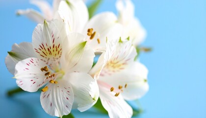 white magnolia flower