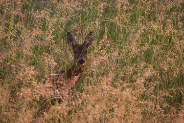 young deer in high grass
