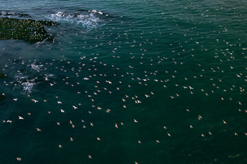 Obraz premium DJI Mavic 2 Pro HD aerial photography of a flock of seagulls flying over the sea in Dalian, a second-tier city in Liaoning, China 