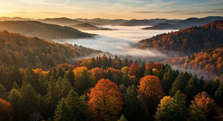 Autumn forest landscape mountain range fog nature scenic view travel tourism