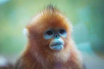Fototapeta premium High definition shooting of the Chinese national treasure Golden Monkey 