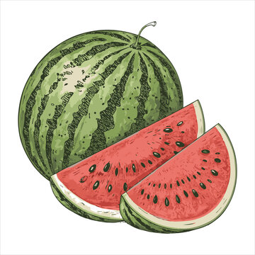 watermelon slices, whole fruit, green, red clip art preview