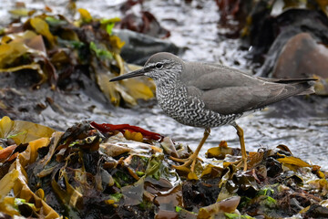 A Wandering Tattler (Tringa incana) searches for food along the rocky coast of Resurrection Bay near Seward, Alaska.