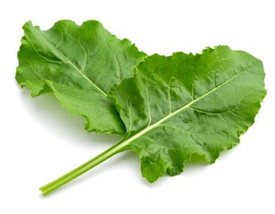 Close-up of fresh beet greens