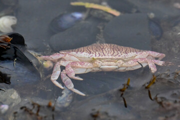 A juvenile red rock crab (Cancer productus) feeds in a tidepool along Alaska's Resurrection Bay near Seward.