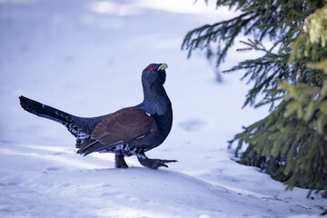 Western capercaillie (Tetrao urogallus) standing alert on snowy forest floor, vibrant plumage, fanned tail, red eyebrow, natural habitat, winter light, detailed close-up, wild bird, outdoors.