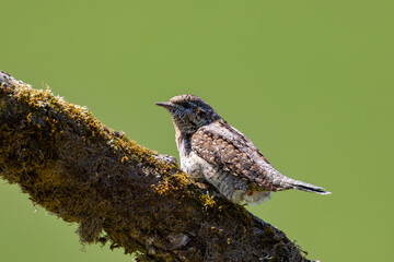 Eurasian wryneck (Jynx torquilla) perched on mossy branch, cryptic brown plumage, perfect camouflage, natural habitat, close-up, soft light, blurred green background, wild bird, peaceful scene.