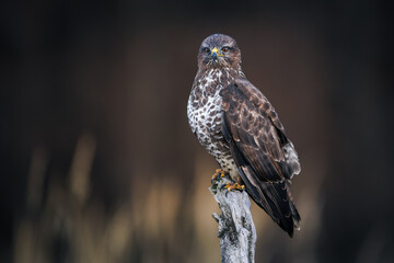 Common buzzard (Buteo buteo) perched on dry branch, sharp gaze, brown and white plumage,  wildlife,...