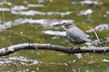 An American Dipper (Cinclus mexicanus) perched on a tree branch over a remote Alaska stream.