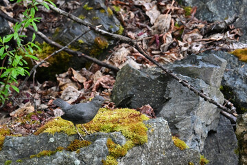 An American Dipper (Cinclus mexicanus) searches for food streamside of a remote Alaska creek.