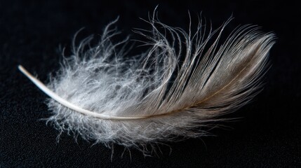 Obraz premium Delicate Feather on Black Background