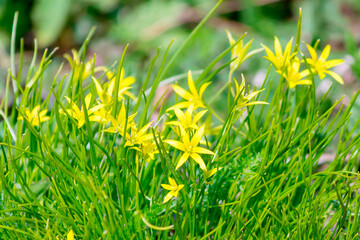 Flowering goose onion is a genus of herbaceous bulbous plants of the Liliaceae family