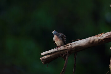 Peaceful Dove perched on dry branches
